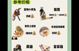 魔力百科宠物养成指南 打造顶级战斗宠物的诀窍