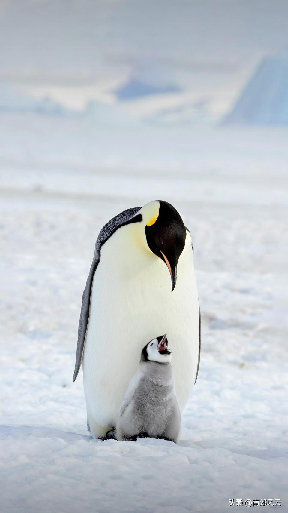 魔力宝贝sf宠物合成攻略，如何养成最强神宠